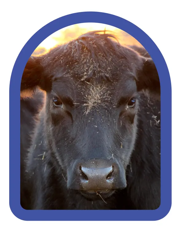 Close-up of Pacific Northwest Angus cattle raised by independent family ranchers using responsible, all-natural practices