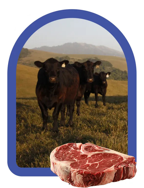 Ganado Angus con corte de carne