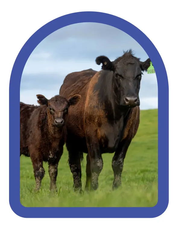 Vaca y ternero en pradera